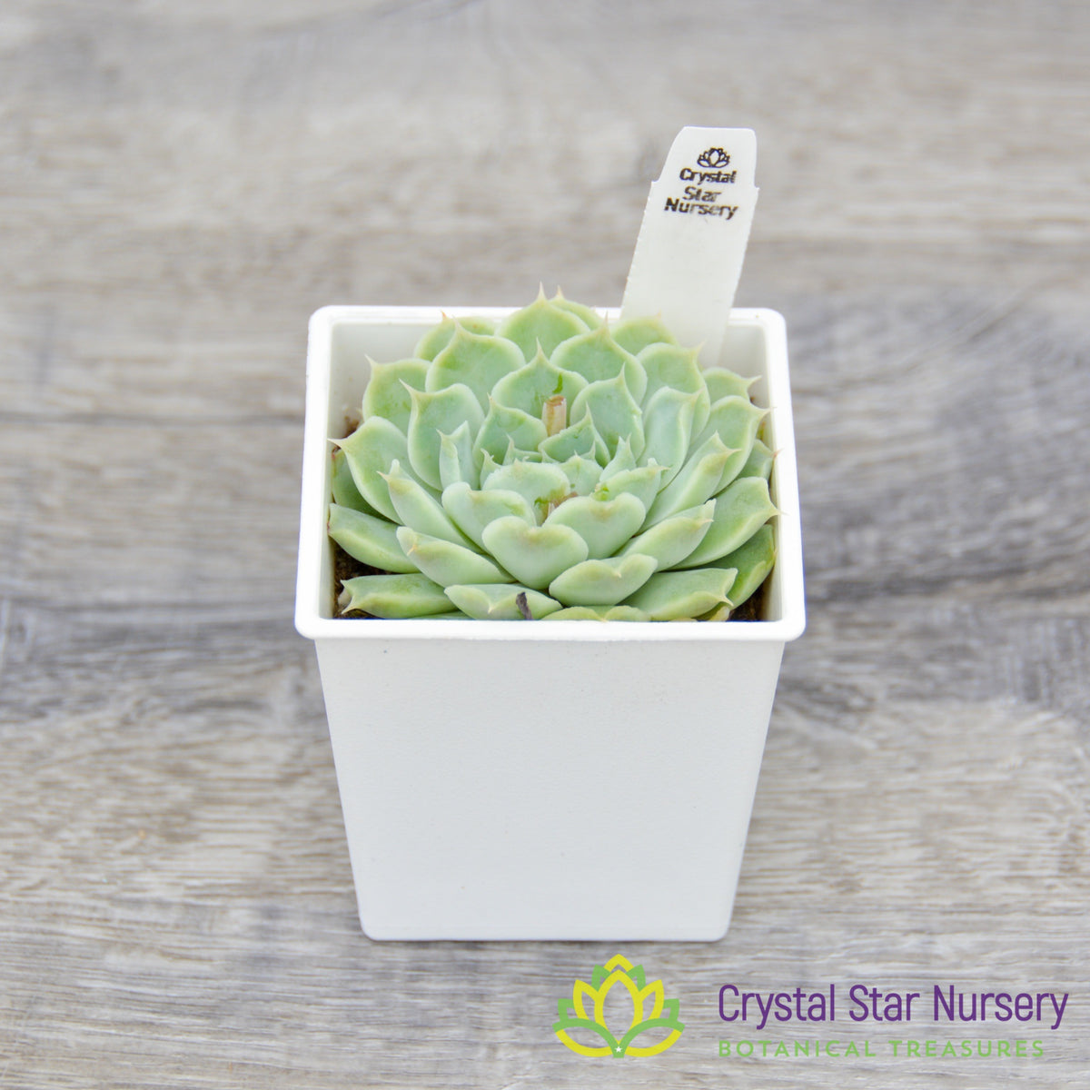 Echeveria sp. Gilo