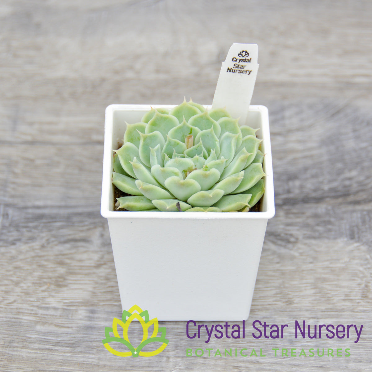 Echeveria sp. Gilo