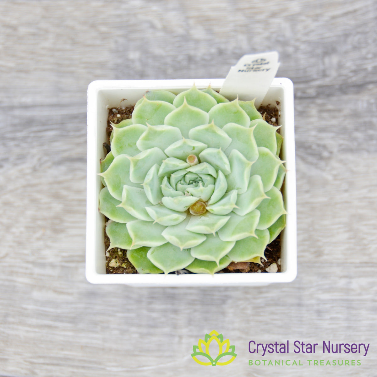 Echeveria sp. Gilo