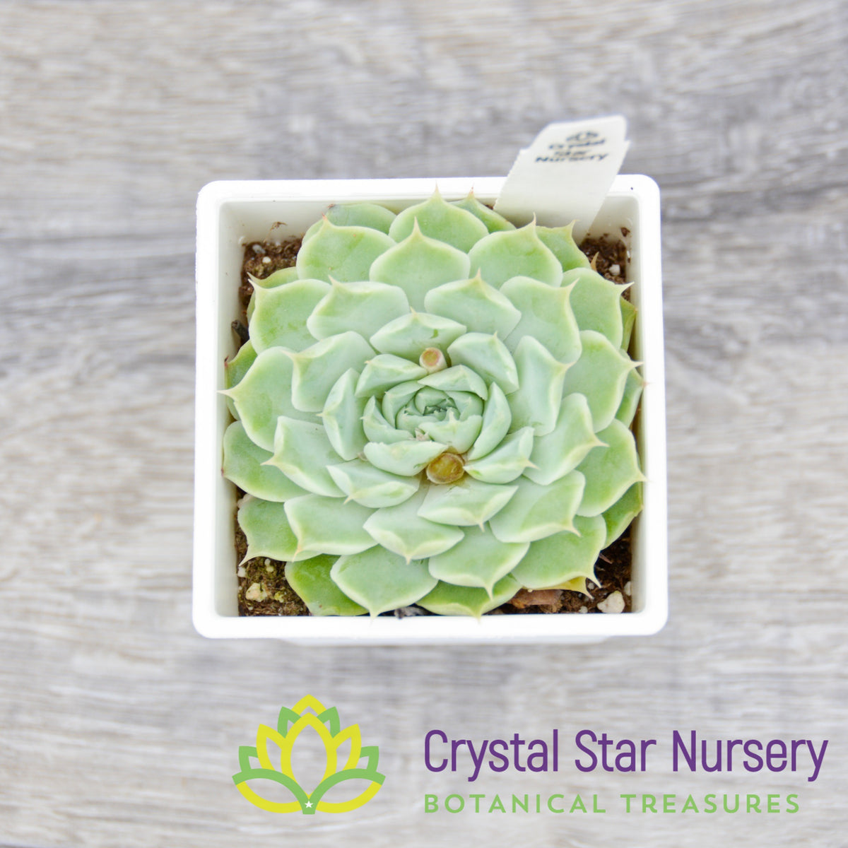 Echeveria sp. Gilo