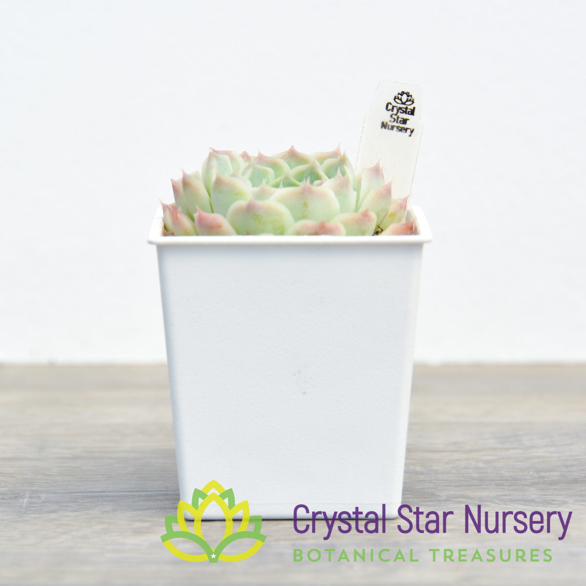 Echeveria sp. Gilo