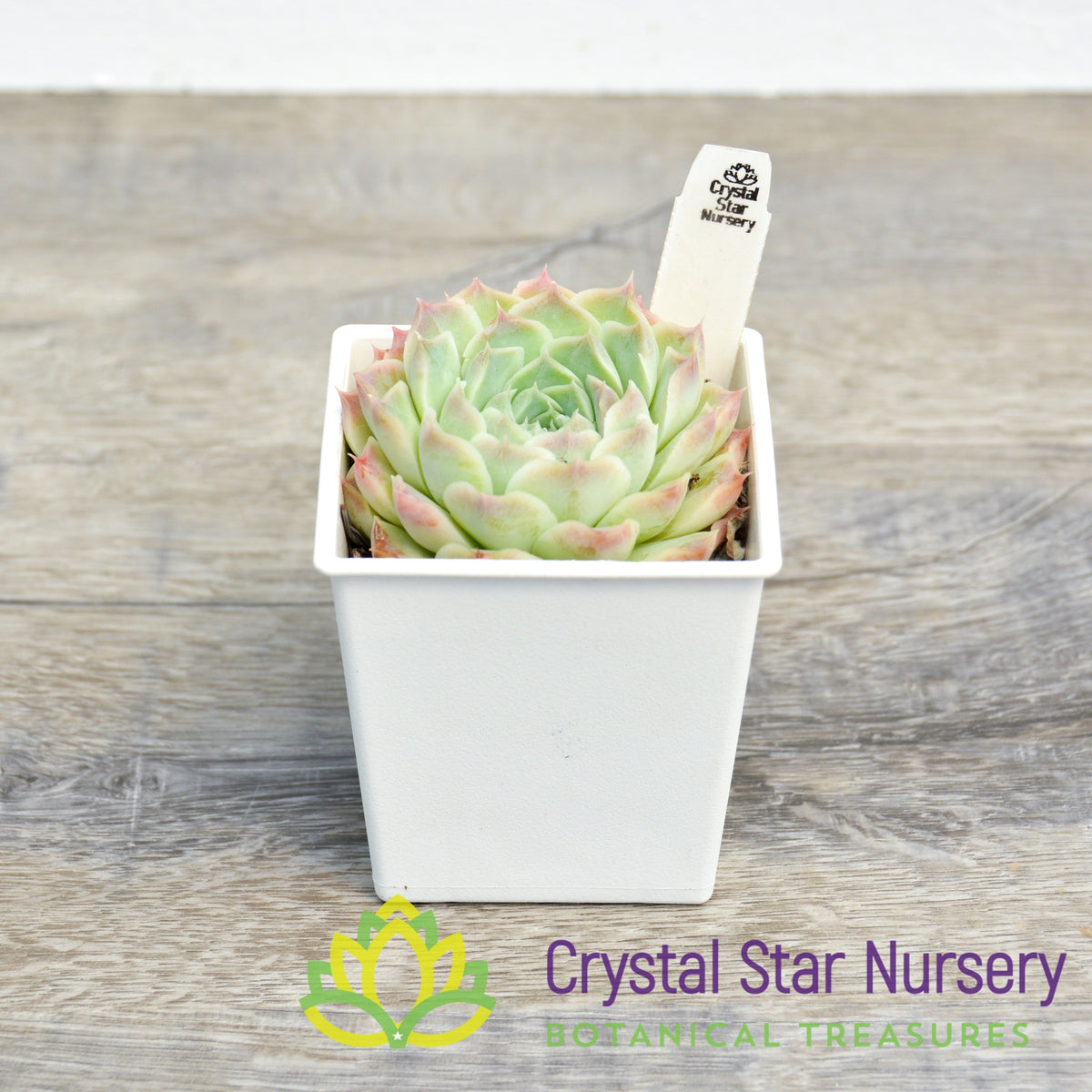 Echeveria sp. Gilo