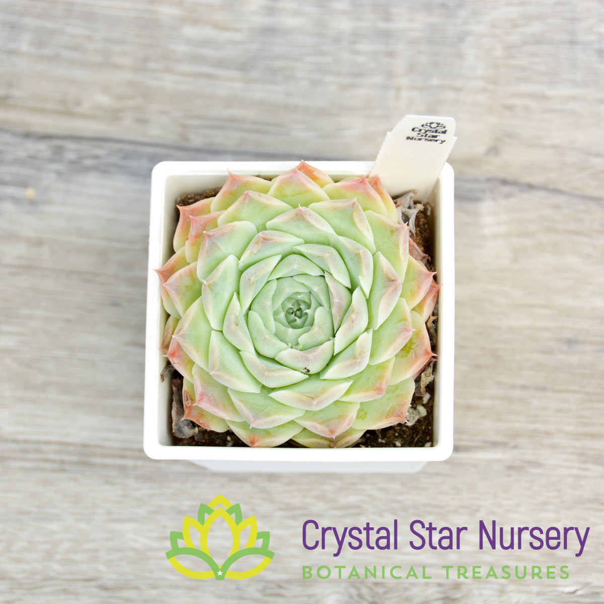 Echeveria sp. Gilo