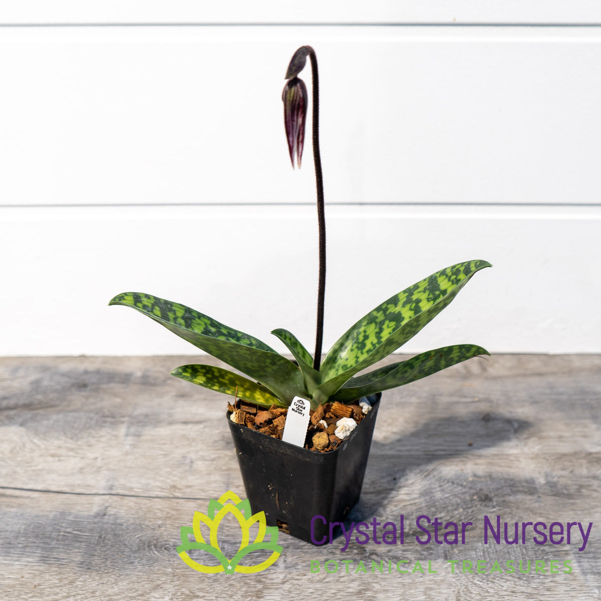 Paphiopedilum Maudiae NOID