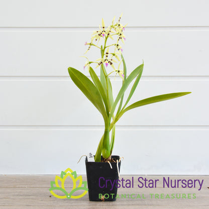 Prosthechea Prismatocarpa