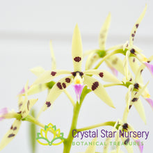 Prosthechea Prismatocarpa