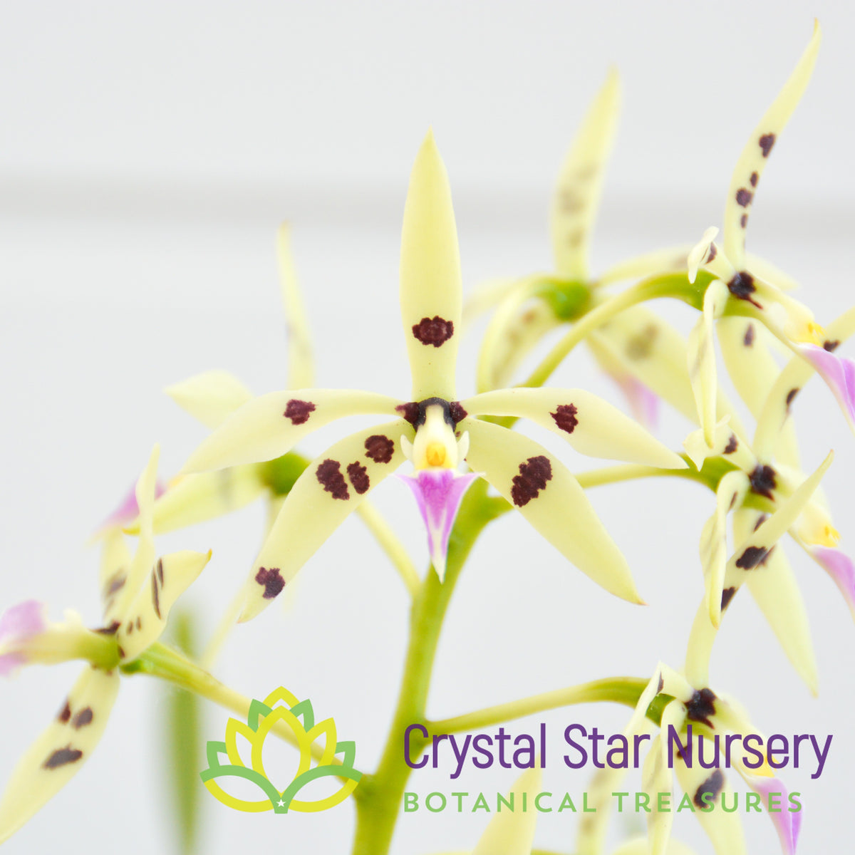 Encyclia Prismatocarpa