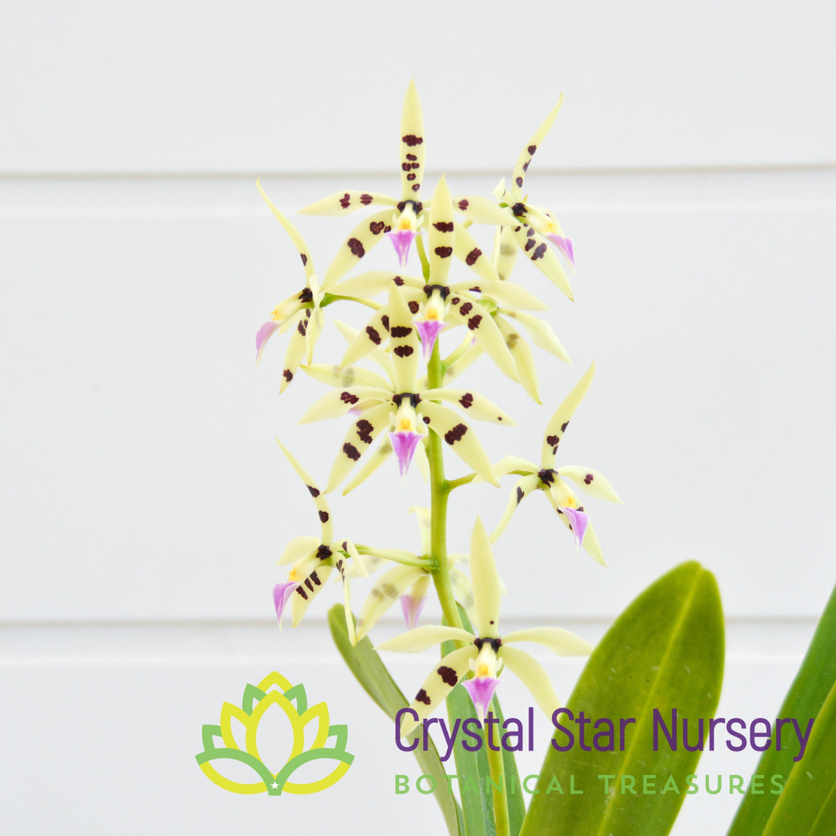 Encyclia Prismatocarpa