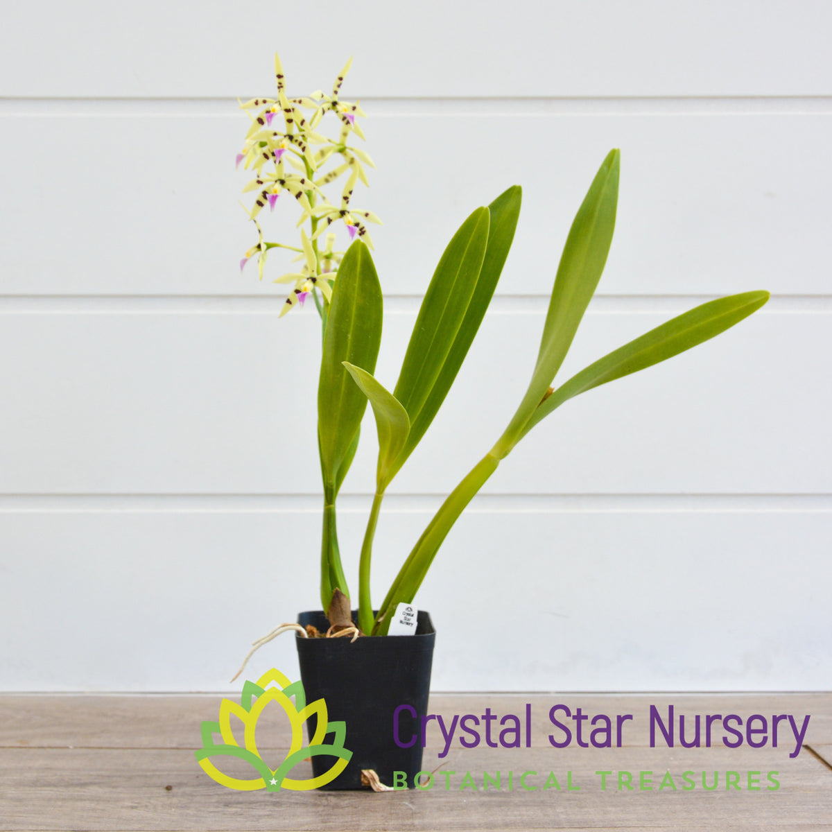 Encyclia Prismatocarpa
