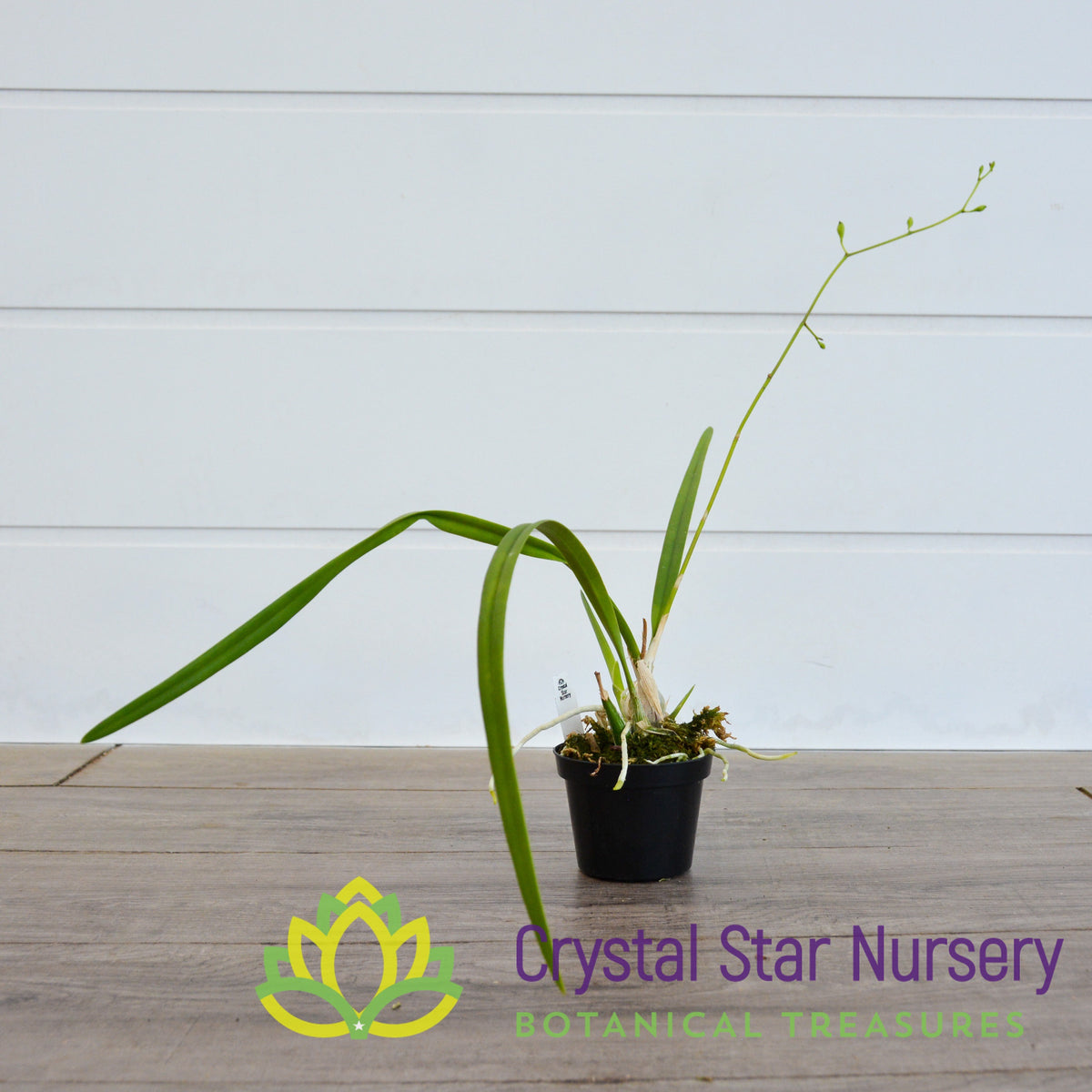 Encyclia Tampensis