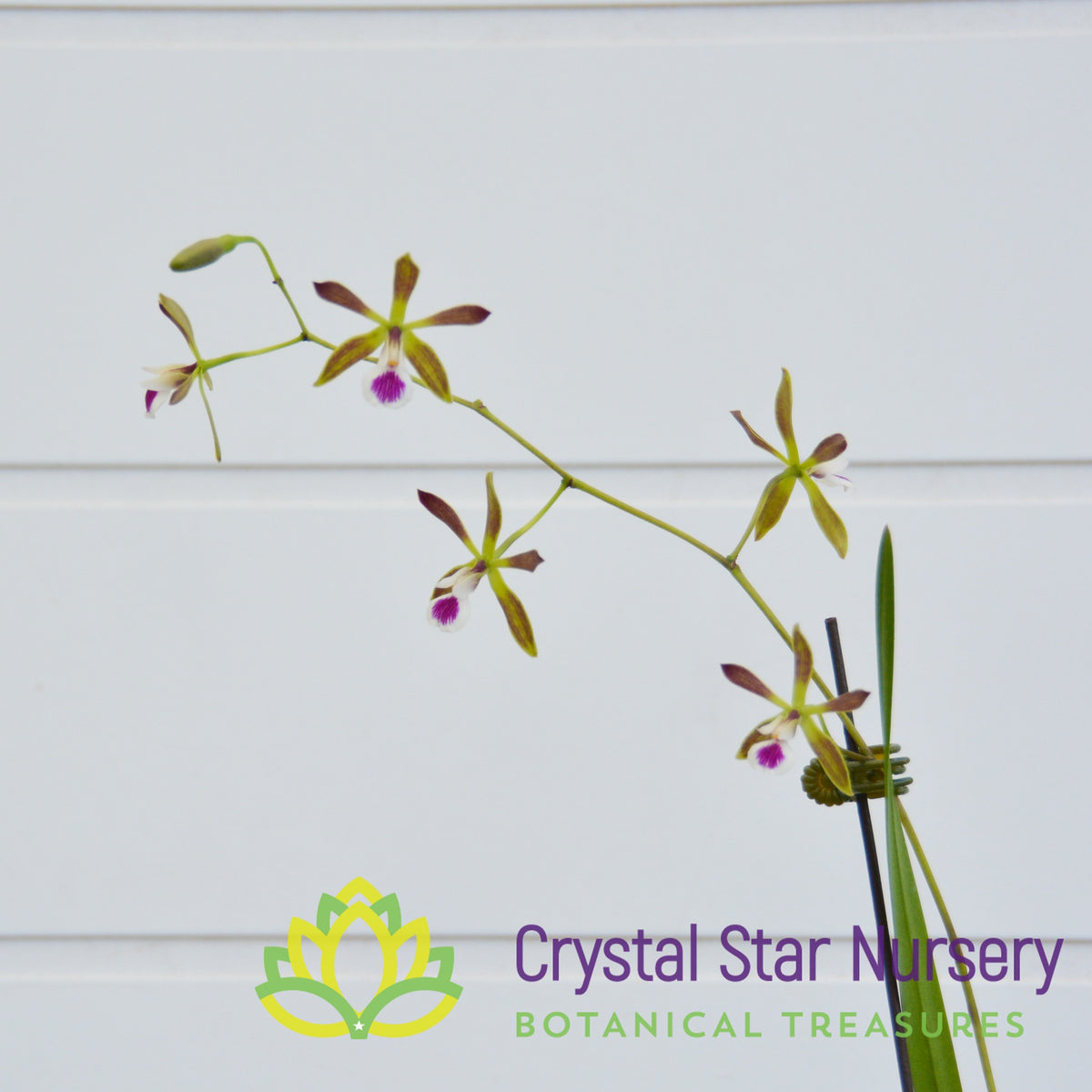 Encyclia Tampensis