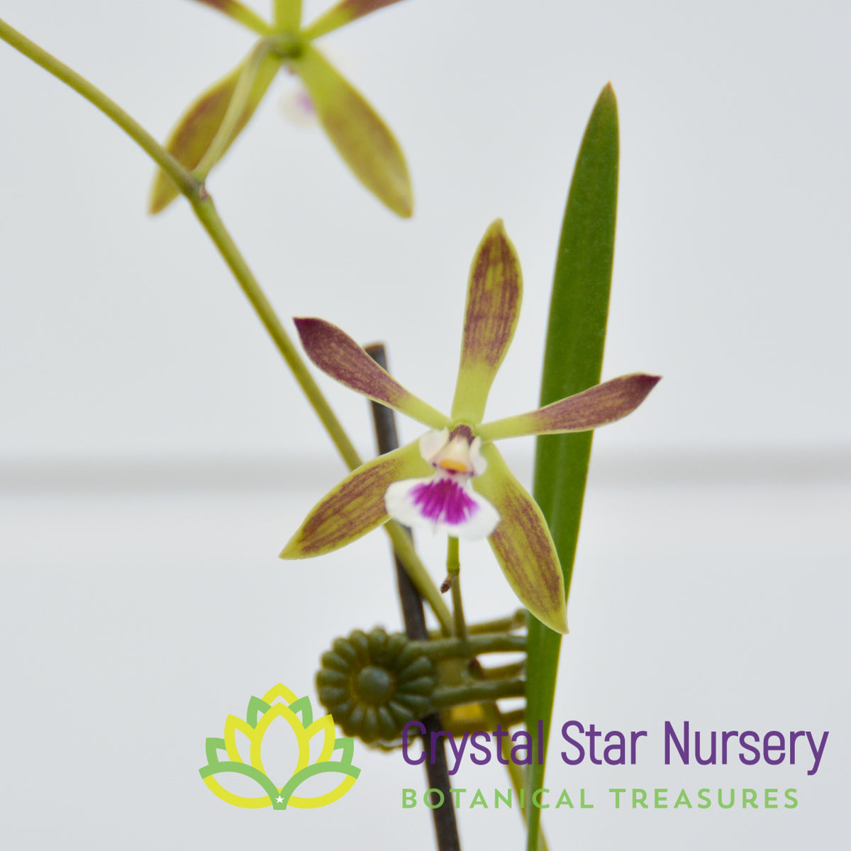 Encyclia Tampensis