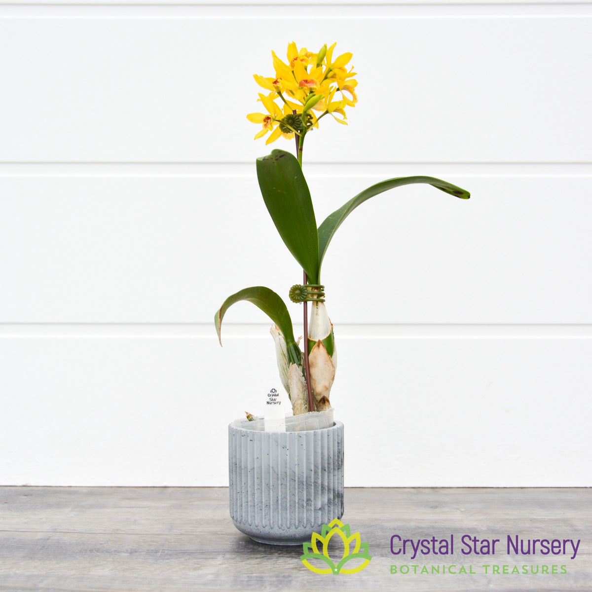 Epc. Kyguchi AM/AOS x Gct. Keepsake (131M)