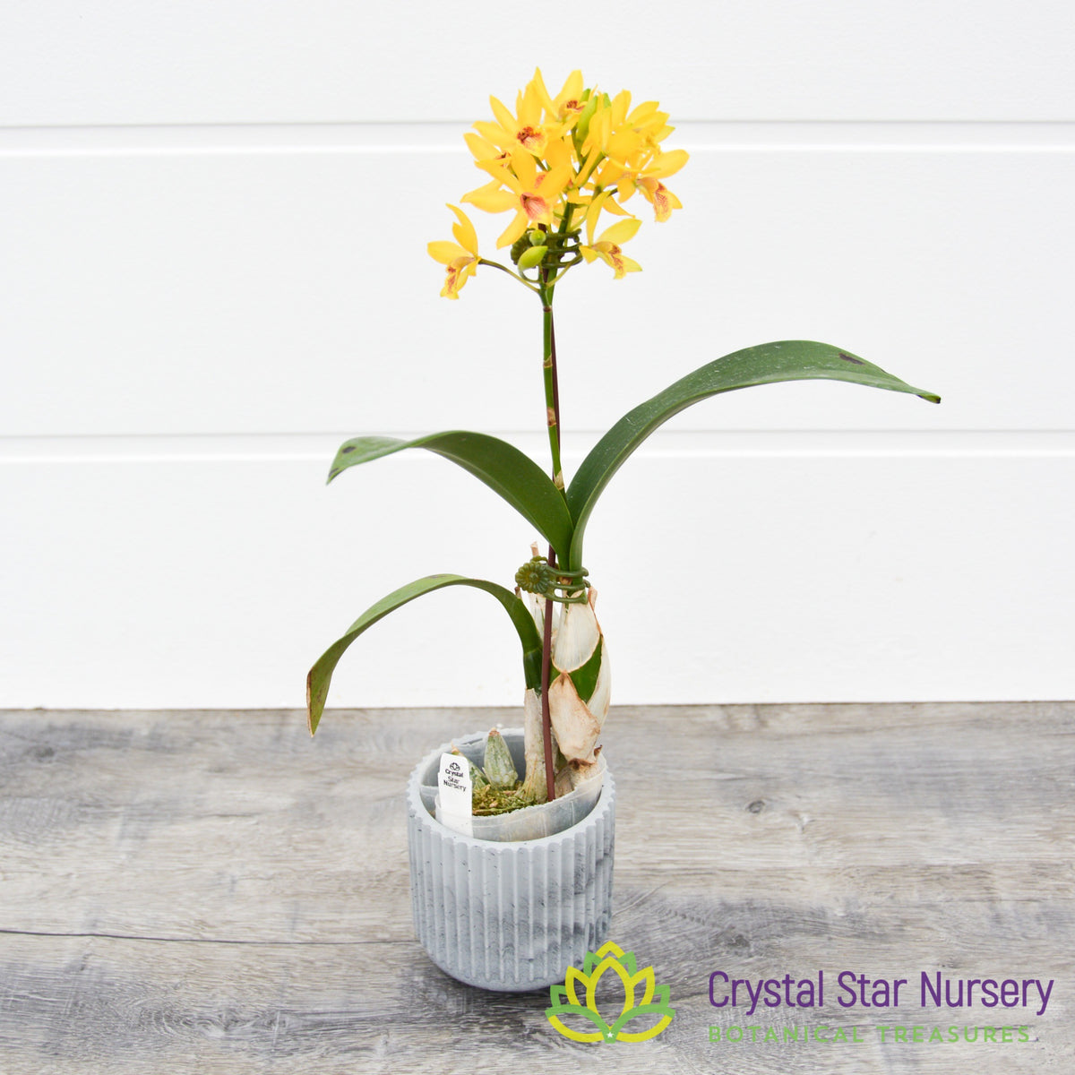 Epc. Kyguchi AM/AOS x Gct. Keepsake (131M)