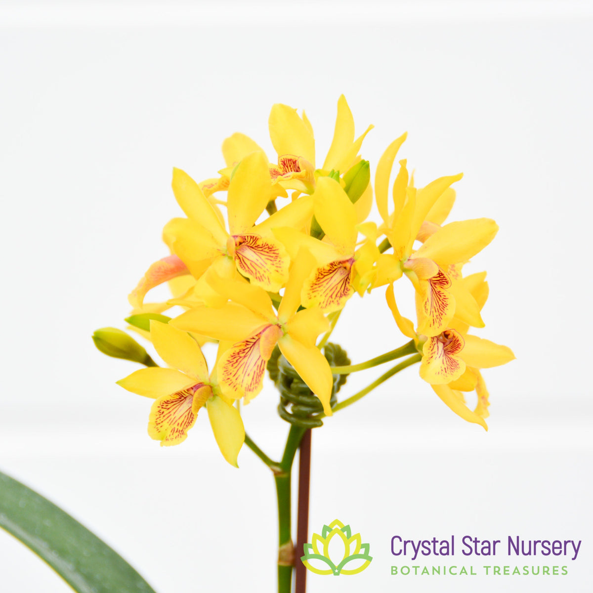 Epc. Kyguchi AM/AOS x Gct. Keepsake (131M)