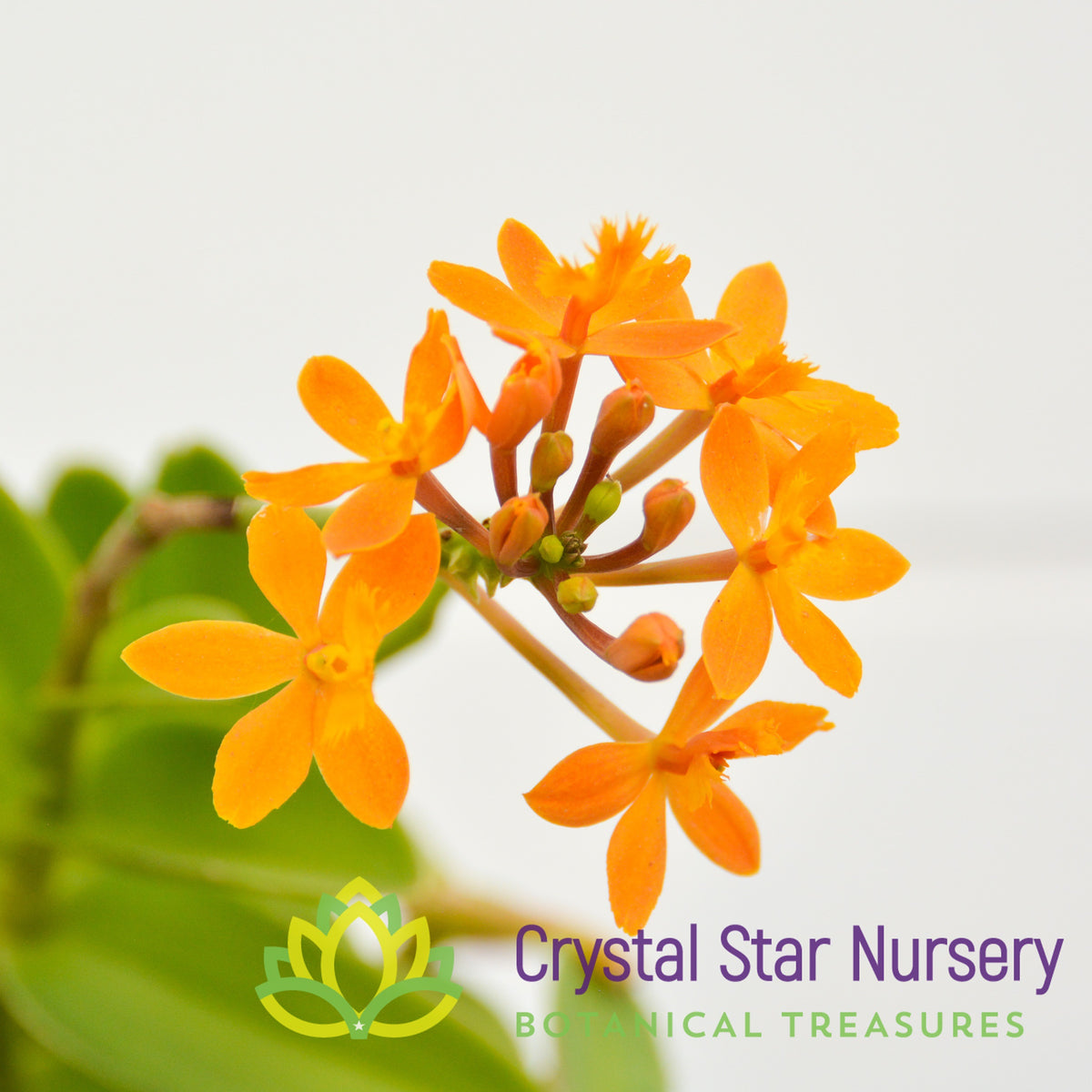 Epidendrum Comet Valley &#39;Yellow Star&#39;