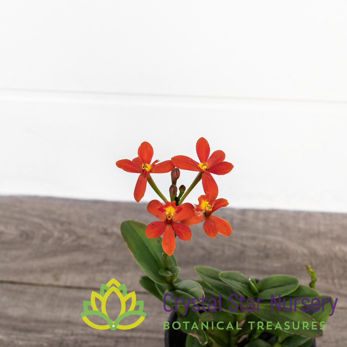 Epidendrum Comet Valley X Rose Valley