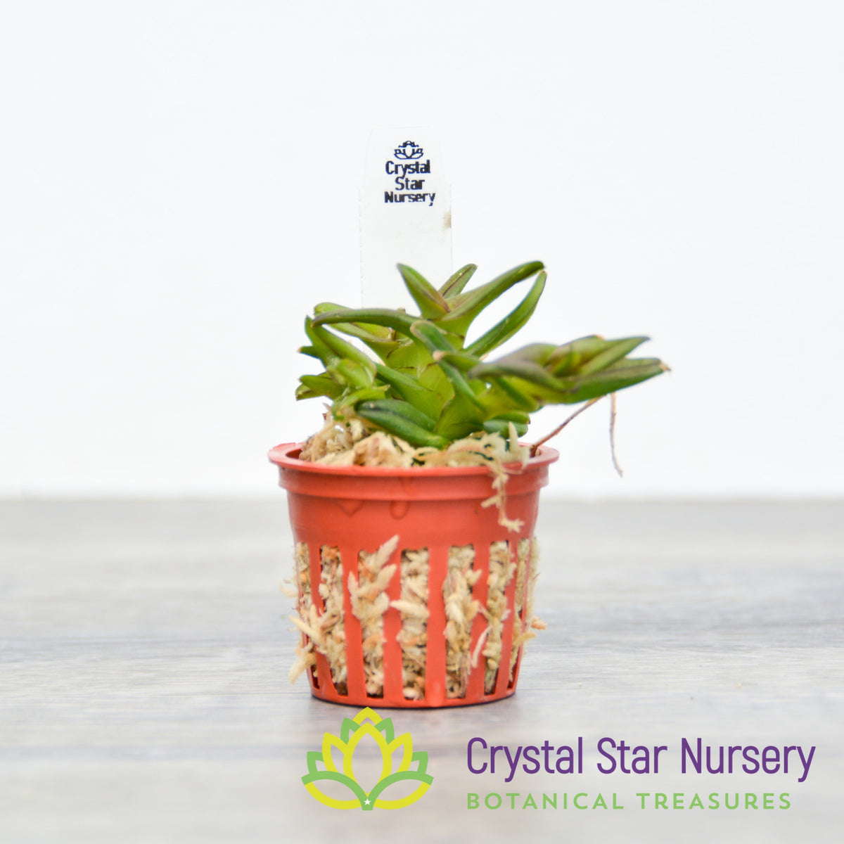 Epidendrum Schlechterianum (GH-4)