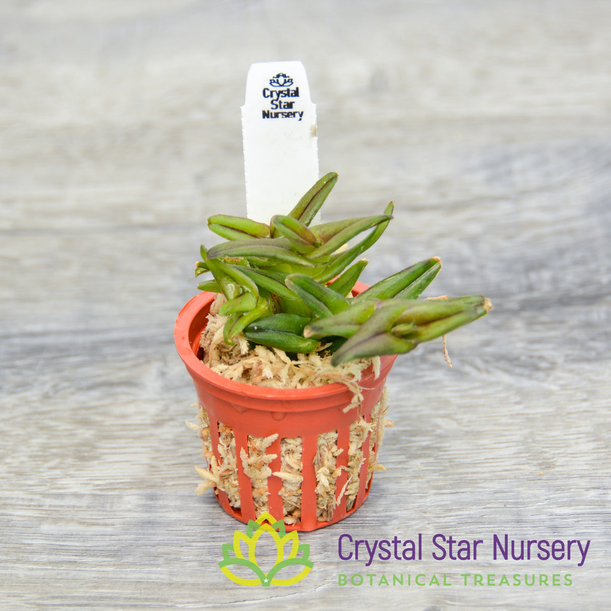 Epidendrum Schlechterianum (GH-4)