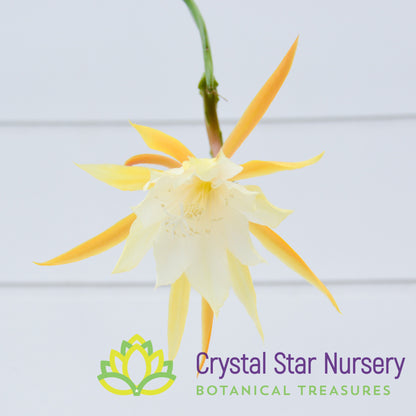 Epiphyllum anguliger
