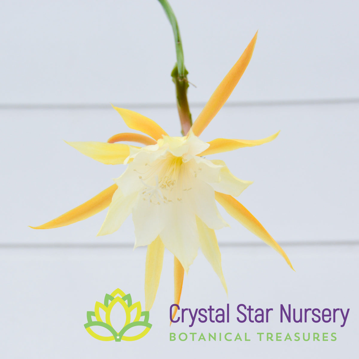 Epiphyllum Anguliger
