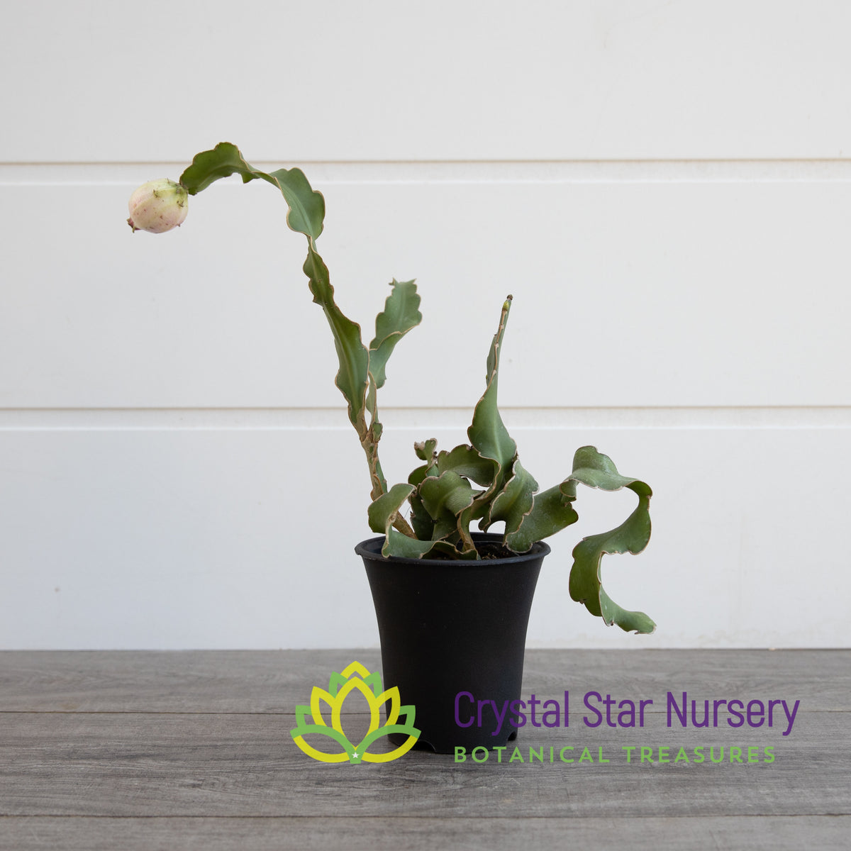 Epiphyllum Guatemalense