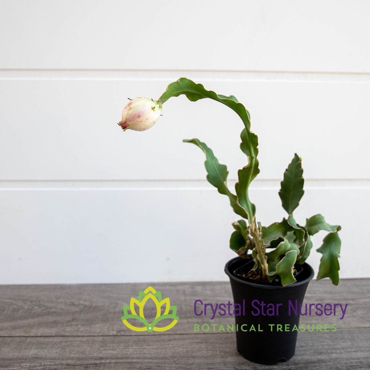 Epiphyllum Guatemalense