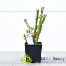 Euphorbia Aeruginosa