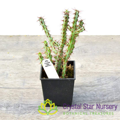 Euphorbia Aeruginosa