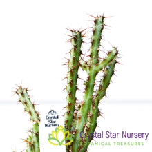 Euphorbia Aeruginosa