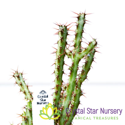 Euphorbia Aeruginosa