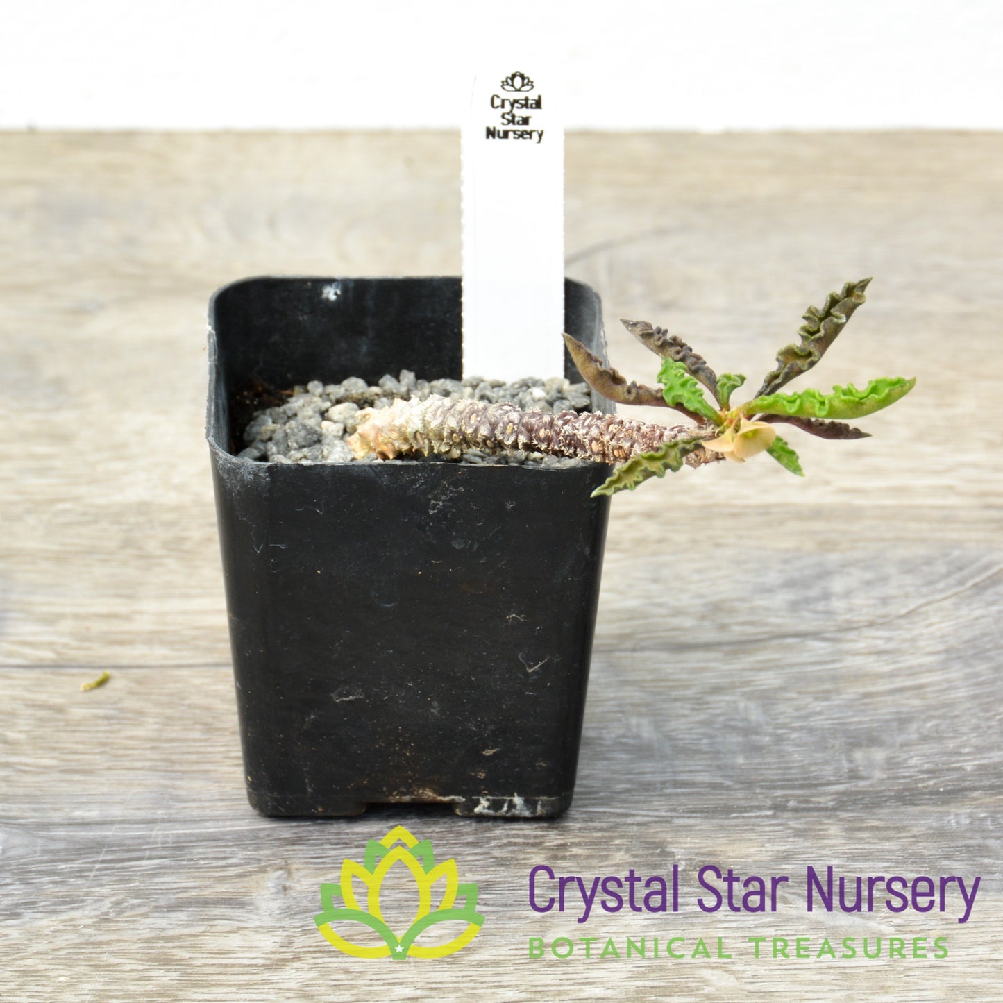 Euphorbia decaryi