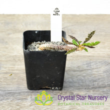 Euphorbia decaryi