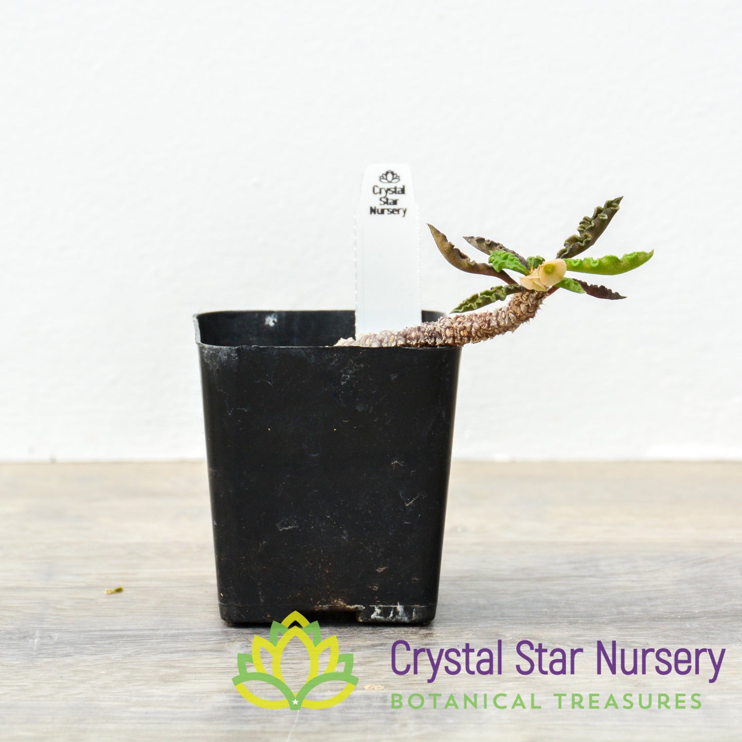 Euphorbia decaryi