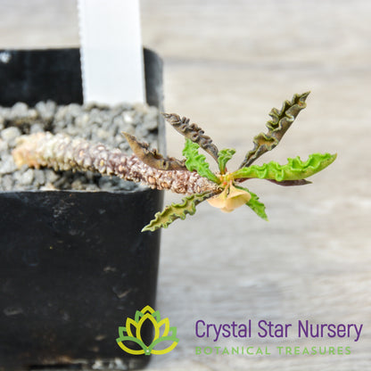 Euphorbia decaryi