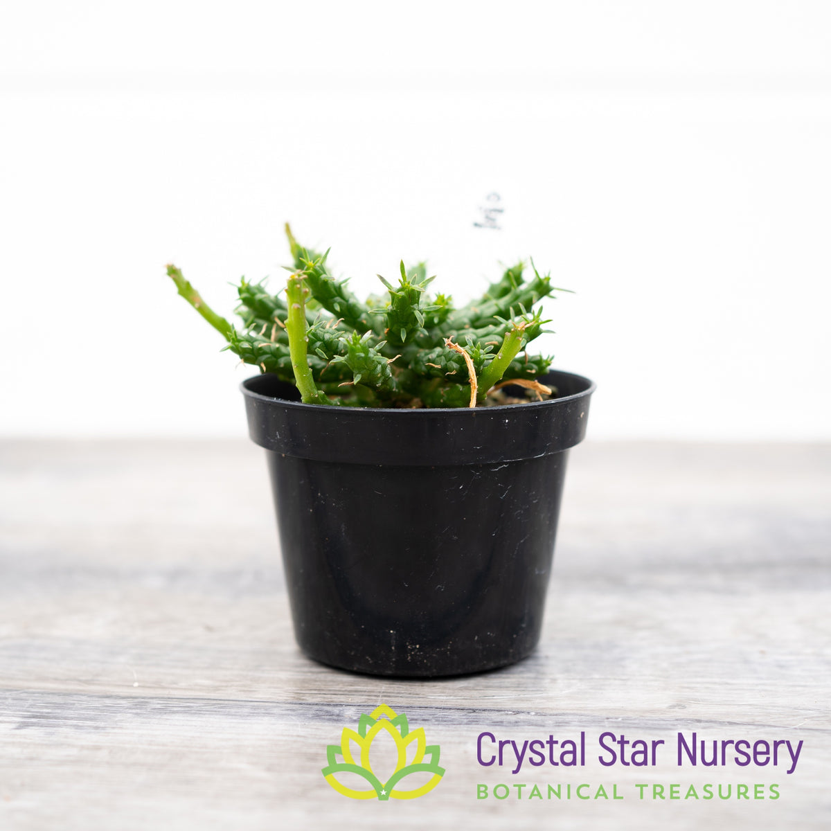 Euphorbia flanaganii