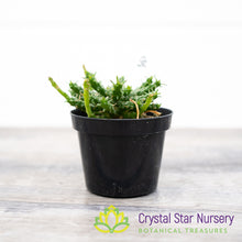 Euphorbia flanaganii
