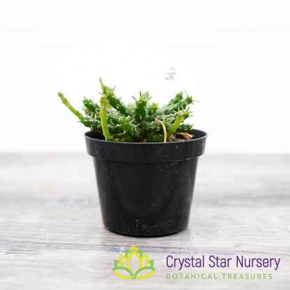 Euphorbia flanaganii