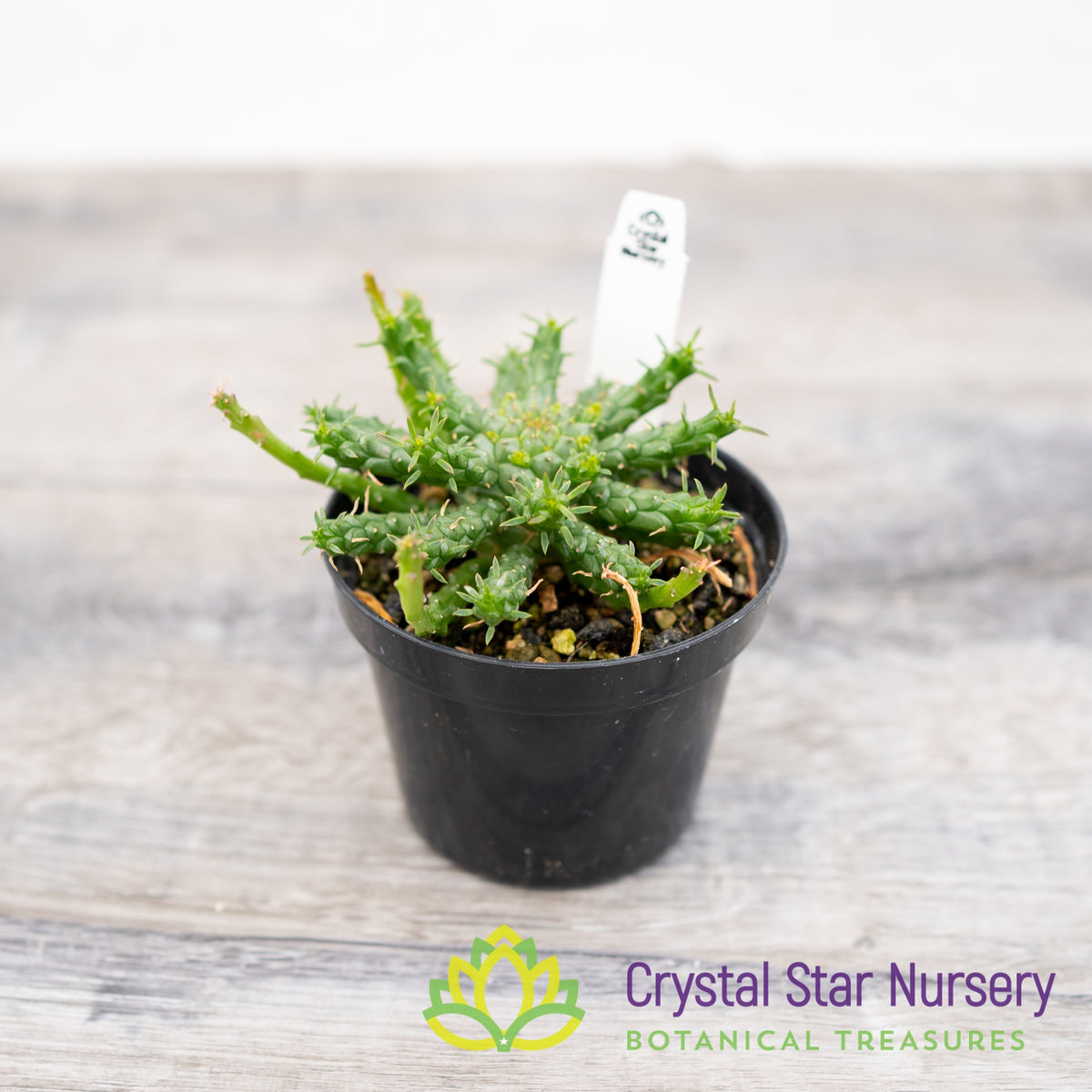Euphorbia flanaganii