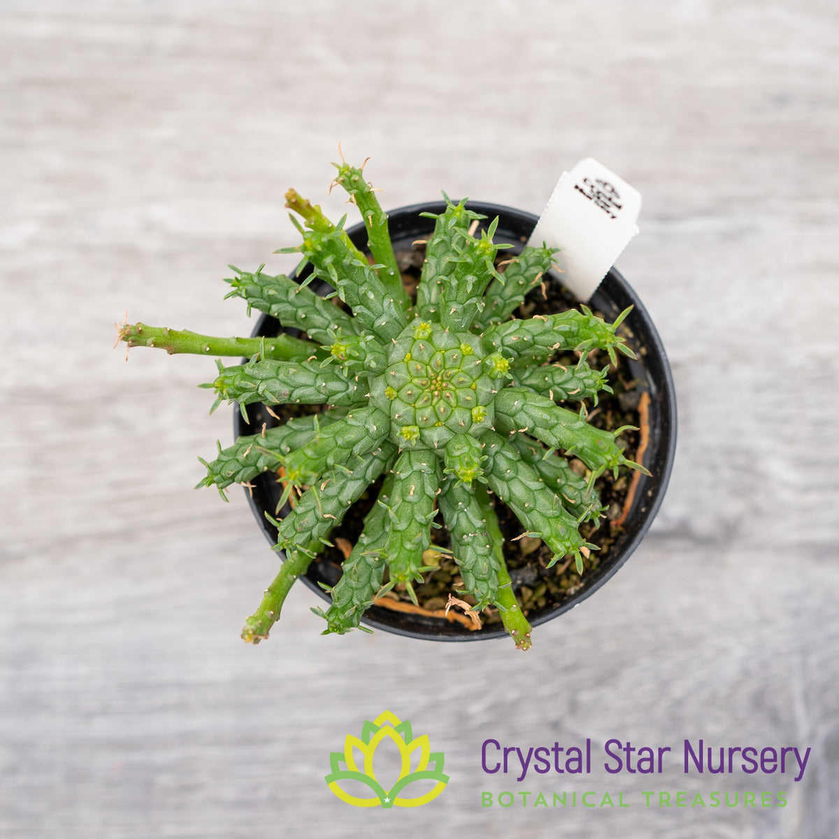 Euphorbia flanaganii