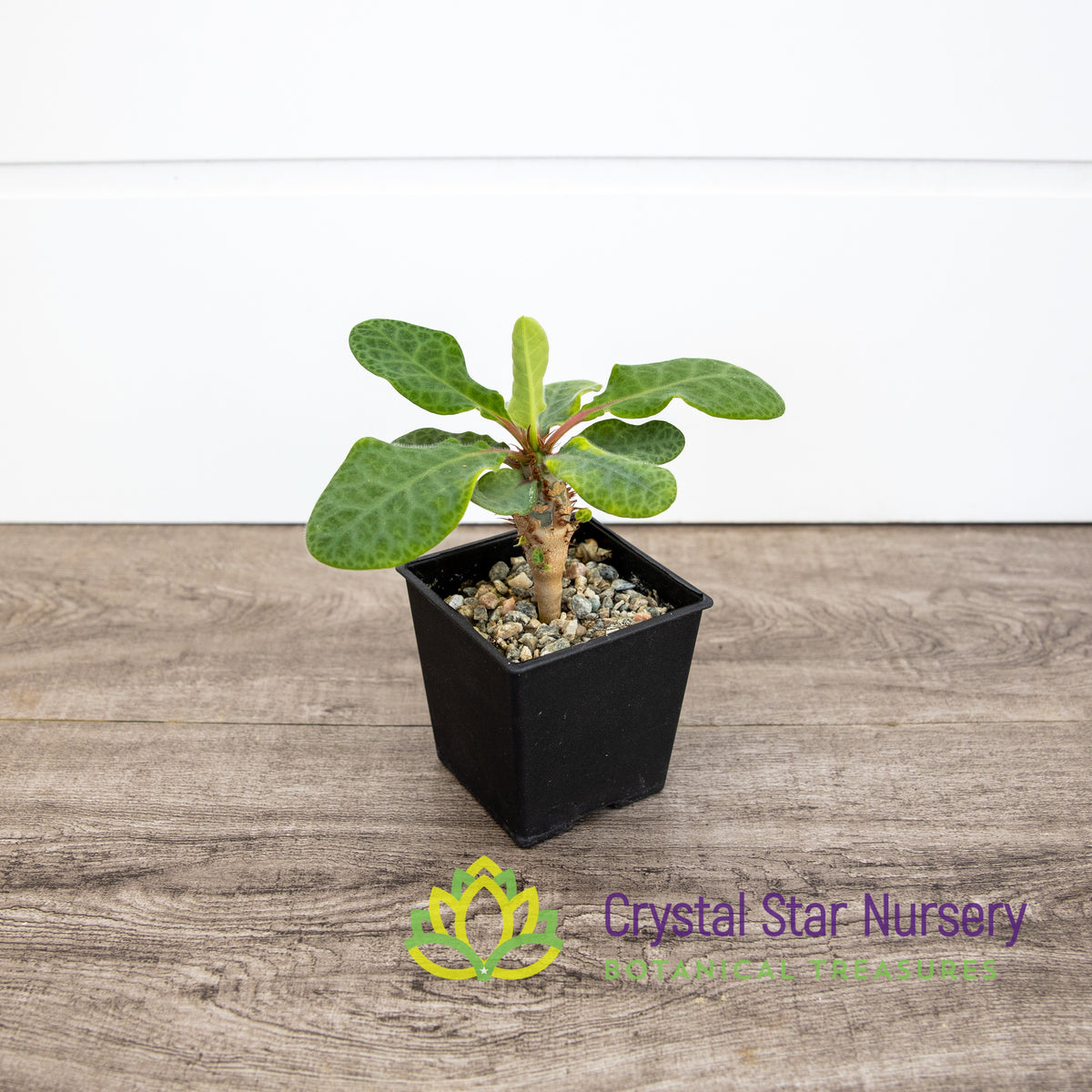 Euphorbia Iharanae