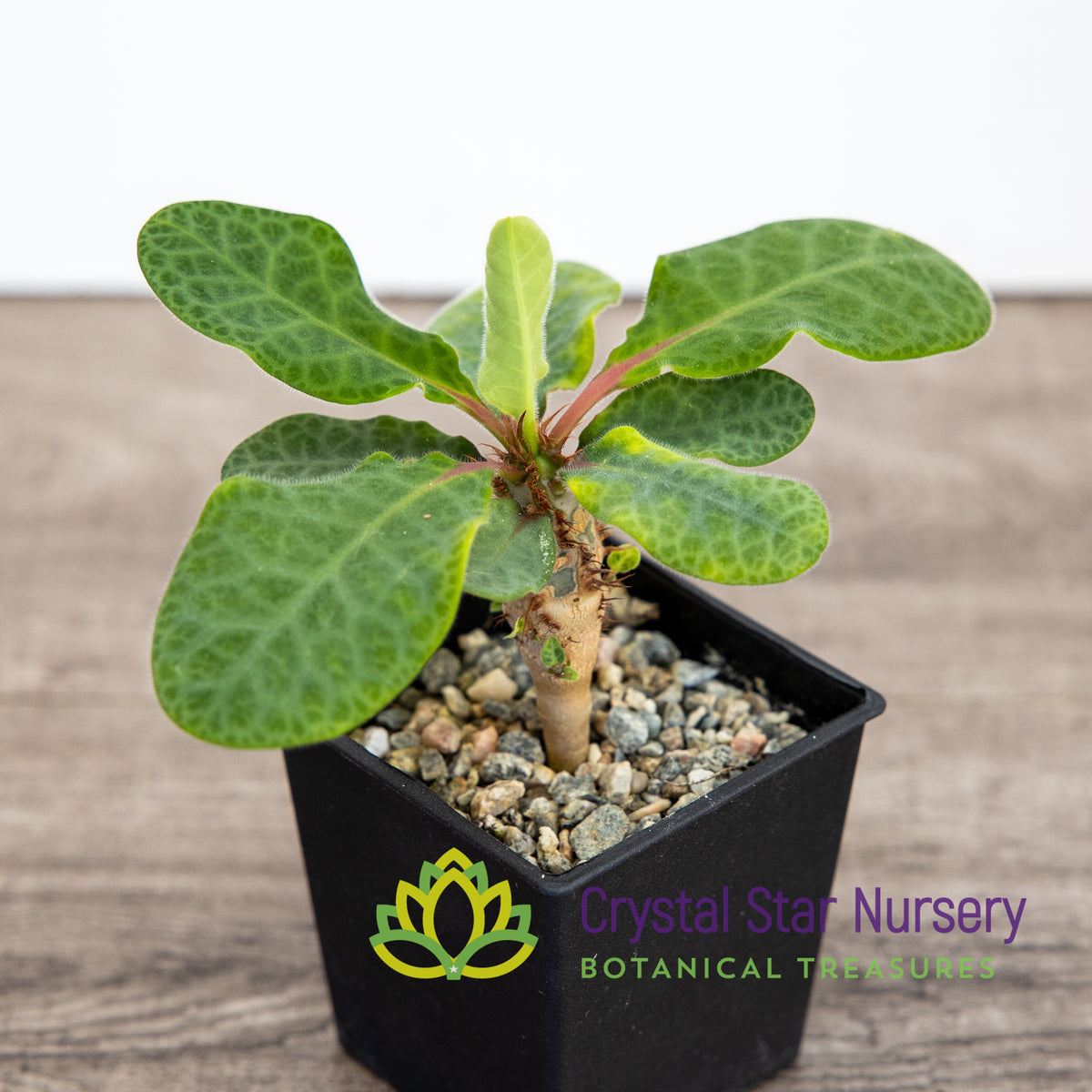 Euphorbia Iharanae