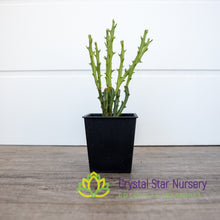 Euphorbia Knuthii