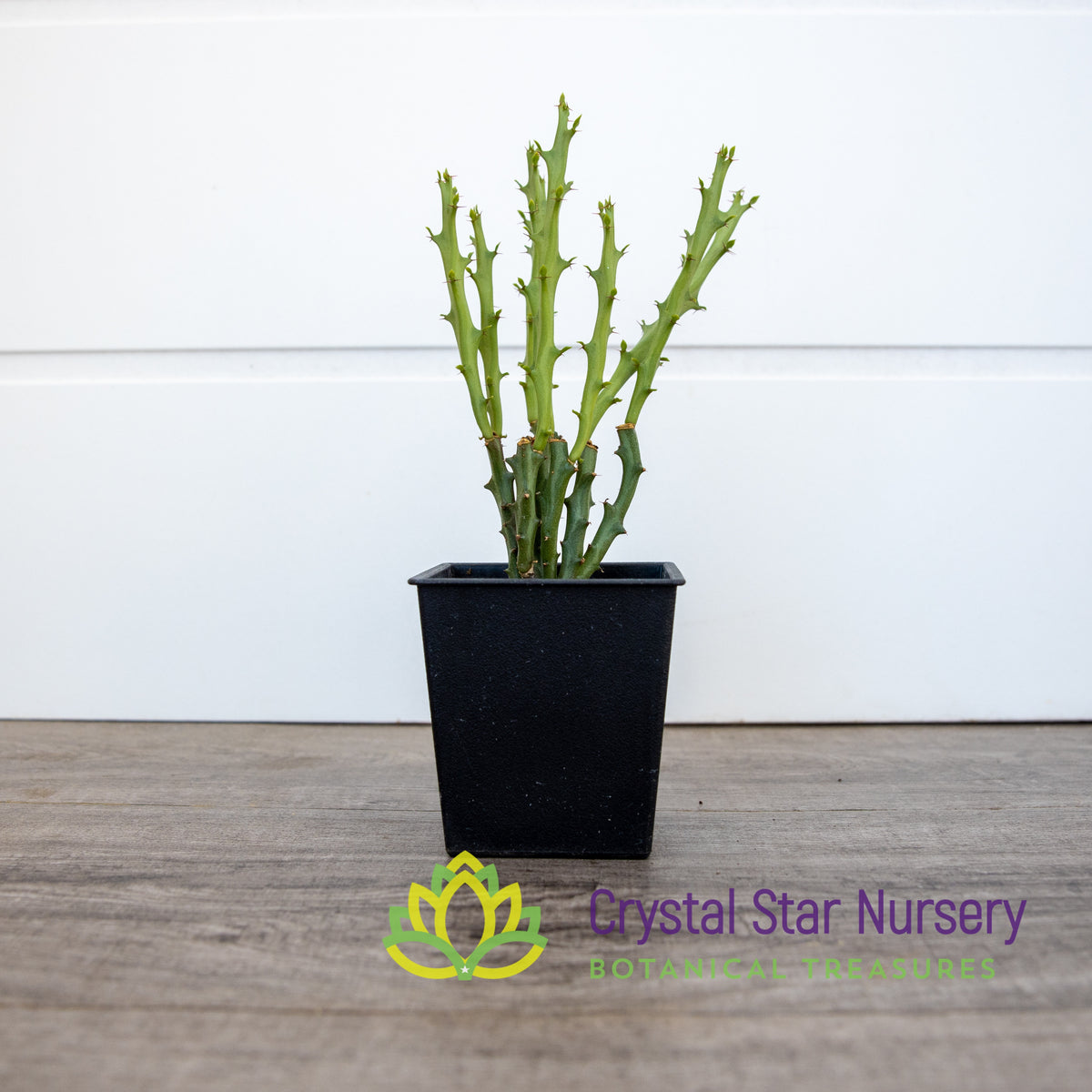 Euphorbia Knuthii