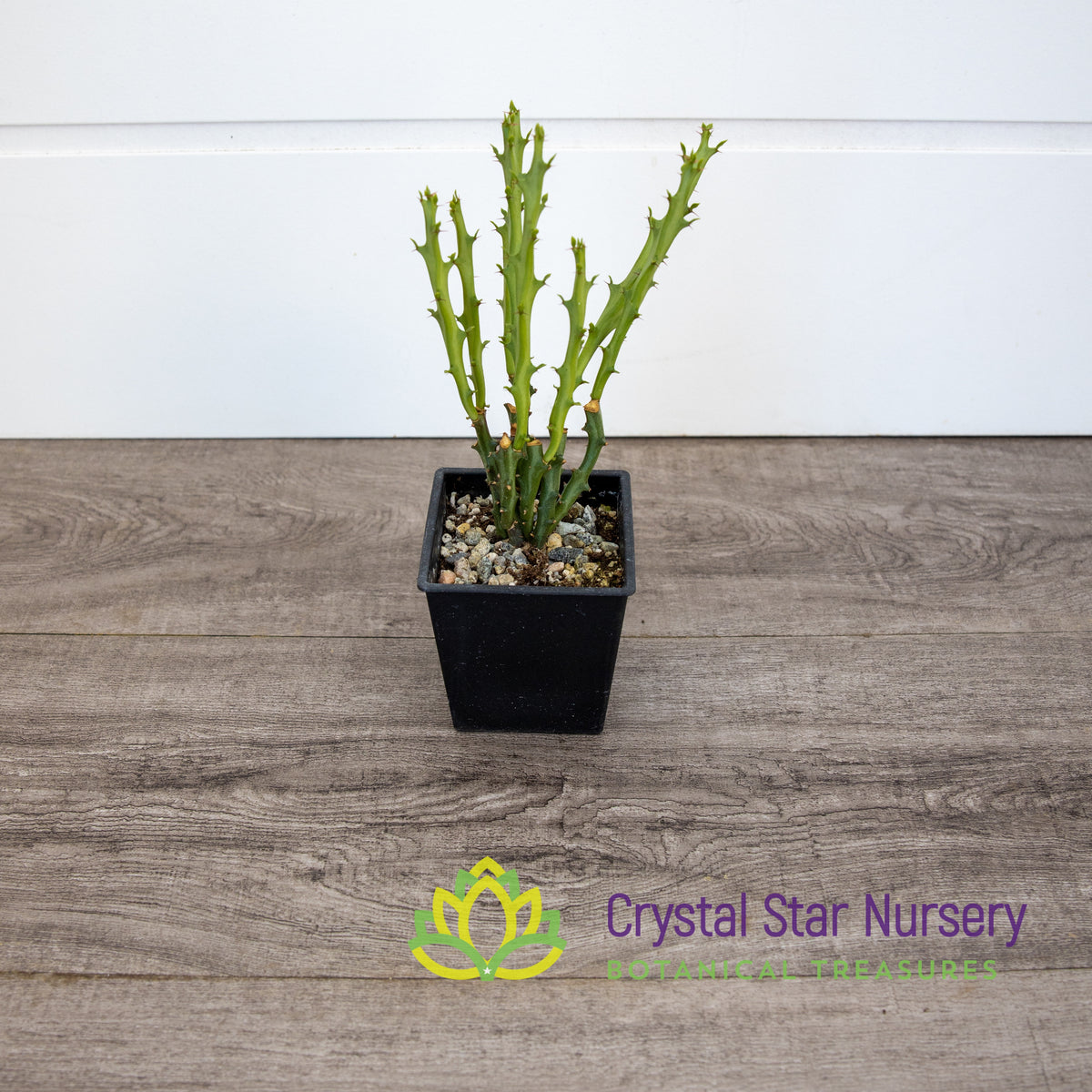 Euphorbia Knuthii