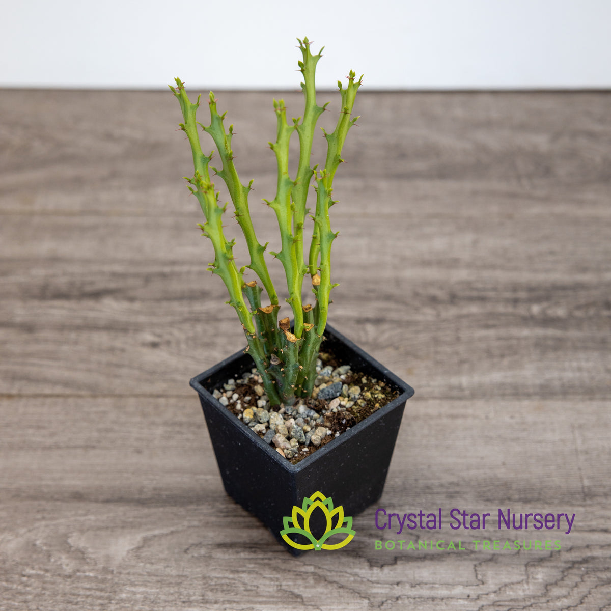 Euphorbia Knuthii