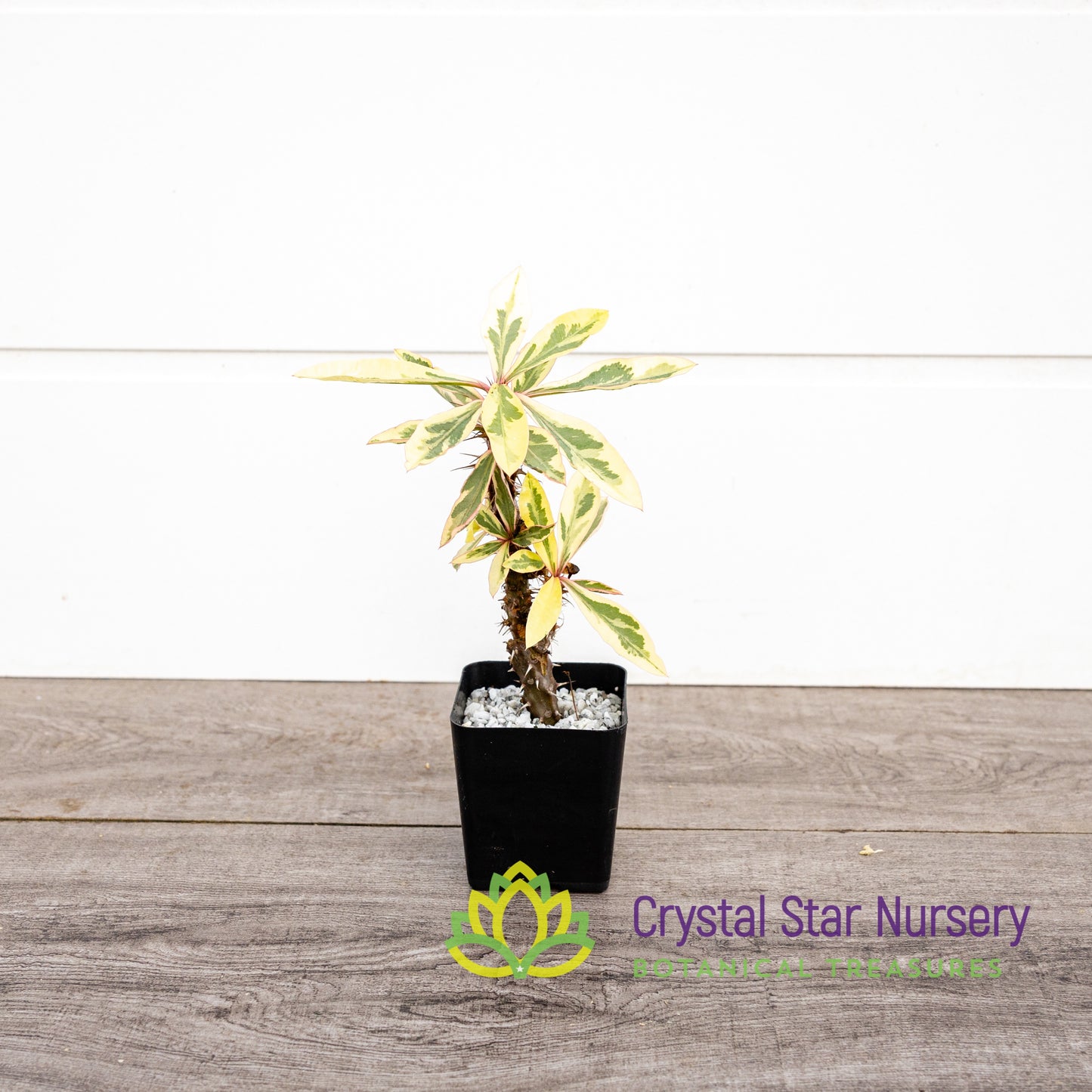 Euphorbia Milii Variegated