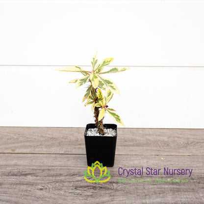 Euphorbia Milii Variegated