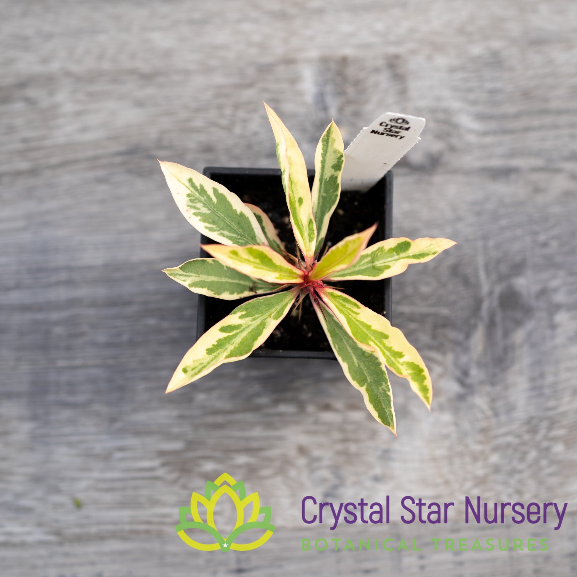 Euphorbia Milii Variegated – Crystal Star Nursery