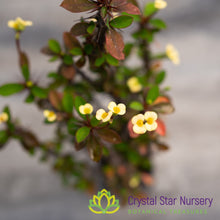 Euphorbia Milii 'Lemon Drop’